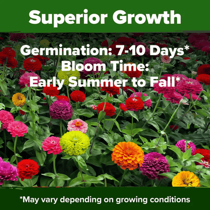 🌺Zinnia California Giant Mix - 7,300+ (2 oz) | No Filler - USA Heirloom Flower Seeds