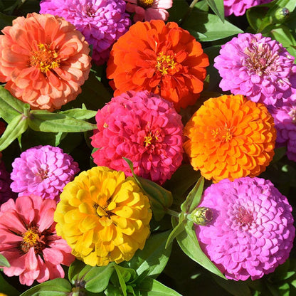🌺Zinnia California Giant Mix - 7,300+ (2 oz) | No Filler - USA Heirloom Flower Seeds